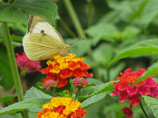 butterfly on flower