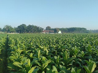 Tobacco Plantation 