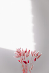 Still life of pink dry lagurus flowers on white background with copy space