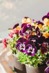 Purple and white pansy in pots on a windowsill on blurred background. Hybrid pansy or viola tricolor.