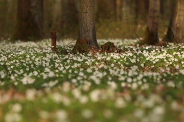Fototapeta premium Anemone nemorosa, a buttercup plant growing in deciduous forests, the first messenger of spring