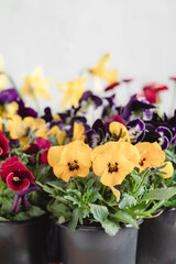 Pots with yellow pansy or viola tricolor. Spring yellow garden flower.