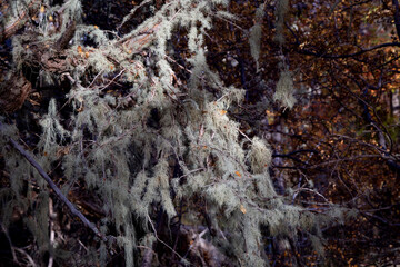 Arboles del bosque patagónico 