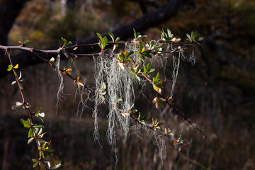 Arboles del bosque patagónico 
