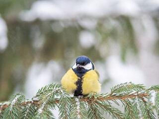Cute bird Great tit, songbird sitting on the fir branch with snow in winter