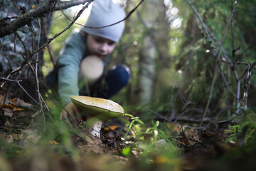 The forester collects mushrooms in the forest. Harvesting wild mushrooms. Hike to the forest park...