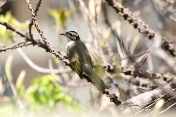 A song bird on the tree nature outdoor Hong Kong