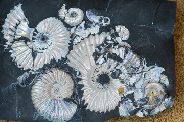 Cephalopods and ammonites. Early Cretaceous. Selective focus. Close-up, background and texture