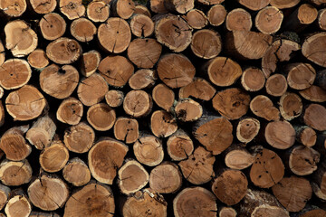 Texturas de Madera y tronci