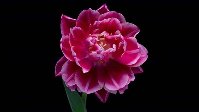 Peony tulip blooms, time lapse, on a black background 4k video