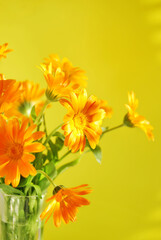 A bouquet of Calendula flowers close up on yellow background