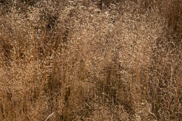 Textura naturaleza