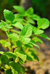 Lemon Balm plant close up, Melissa officinalis growing in the garden