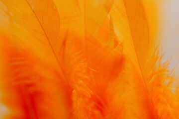 close up of orange feather