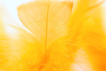 yellow feather close up