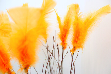 yellow feathers