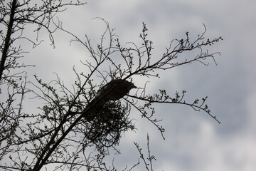 Brown Pigeon sitting on tree