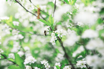 White flowers on a green bush. The white rose is blooming. Spring cherry apple blossom.