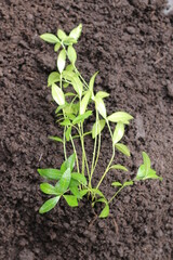 Barwinek niebieski vinca minor