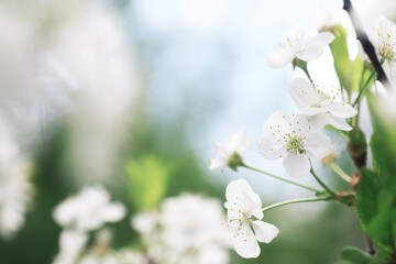 White flowers on a green bush. The white rose is blooming. Spring cherry apple blossom.