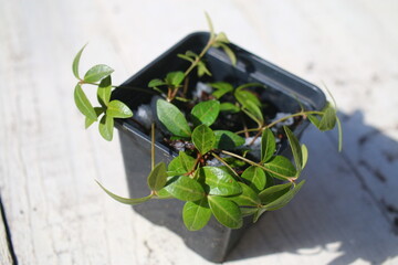 Barwinek niebieski vinca minor