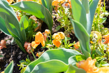Flowers in a park in Weesen in Switzerland