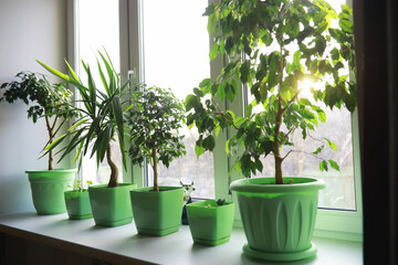 Indoor plants and flowers in pots by the window. Seedlings on the windowsill.