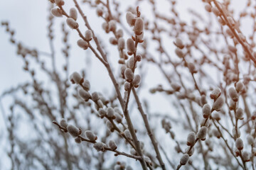 Blooming verba branches in spring forest background.

