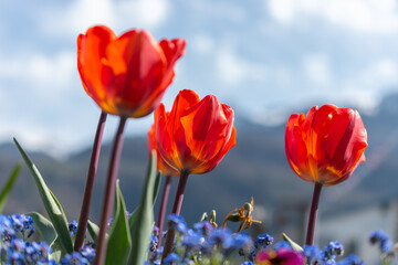 Red tulips in a park in Weesen in Switzerland