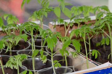 Seedlings on the window. Green shoots grow on the window.