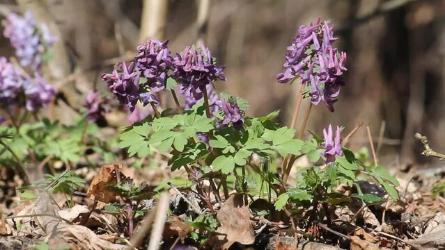 Flowering fumewort (Corydalis solida) plants in forest. April, Belarus