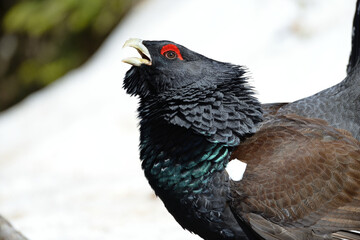 Auerhahn Brunft in den Alpen
Mating season grouse in the Alps