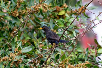 Blackbird. Blackbird resting on a tree branch in Saint Jean Pied de Port village, in France. Horizontal photography.