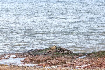 Cute white seal cub resting on a rocky beach with mum looking at him in the water