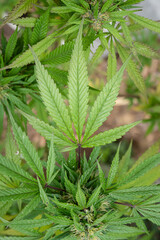 Naklejka na ściany i meble green marijuana leaf in a leaf background, canabis medicinall.