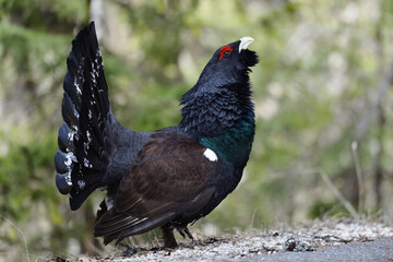 Auerhahn Brunft in den Alpen
Mating season grouse in the Alps