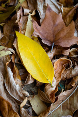 yellow leaf on autumn leaves