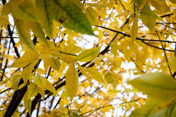 group of yellow leaves