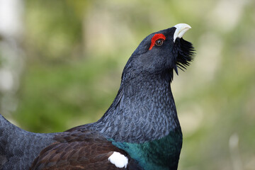 Auerhahn Brunft in den Alpen
Mating season grouse in the Alps