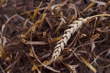 one wheat ear and dry cuted stems on the field with too view
