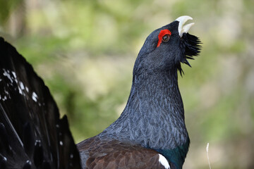 Auerhahn Brunft in den Alpen
Mating season grouse in the Alps