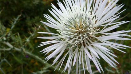 Piante e fiori selvatici