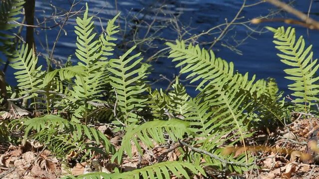 Green common polypody (Polypodium vulgare) plants in forest on bank of river. April, Belarus