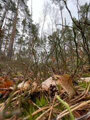 Obraz premium forest in spring
