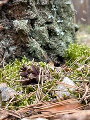 forest in spring