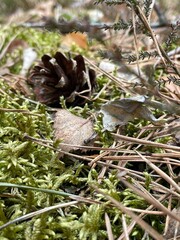 mushrooms in the grass