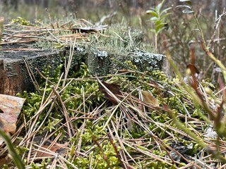 Fototapeta premium forest in spring