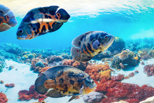 Astronotus ocellatus is a popular aquarium fish in the cichlid family