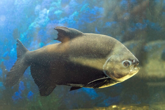 Black pacu fish Colossoma macropomum swims in the aquarium