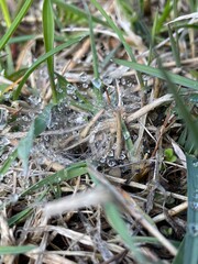 dew on the grass
